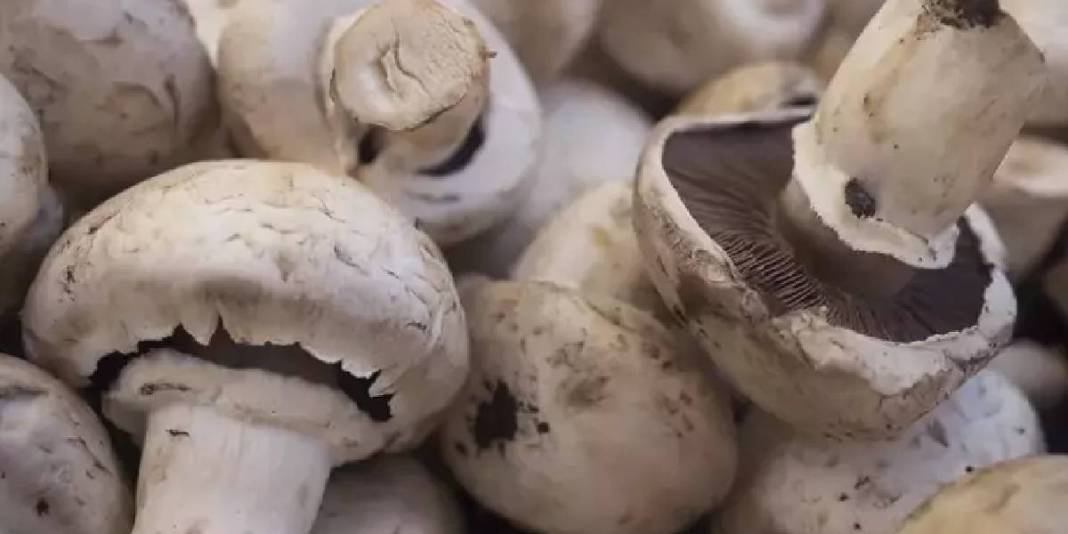 Mantar zehirlenmesinde kritik saat detayı! 6 saat sonra başlayan belirtilere dikkat: Geri dönüşü olmuyor! 5